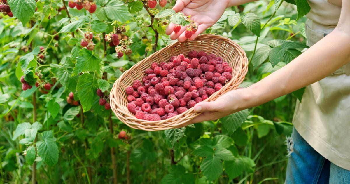 transformez un seul framboisier en une récolte infinie