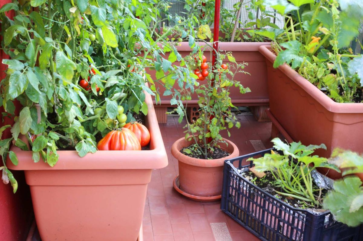 Transformez votre balcon en potager : les légumes parfaits à cultiver en pot