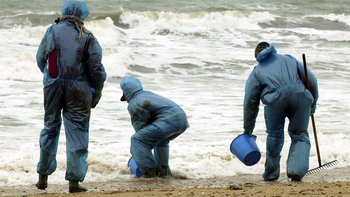 La marée noire de l'Erika réapparaît : oiseaux souillés découverts en Bretagne