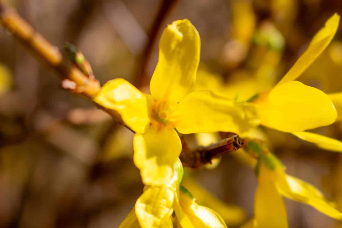 Envie d'un jardin doré au printemps ? plantez le forsythia en février