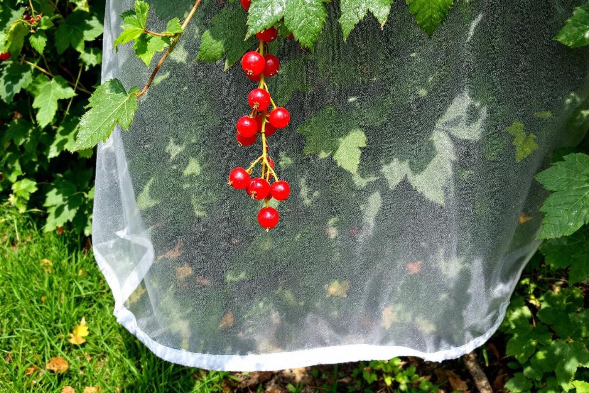 un voile d'ombrage pour des groseilles juteuses même en période de canicule
