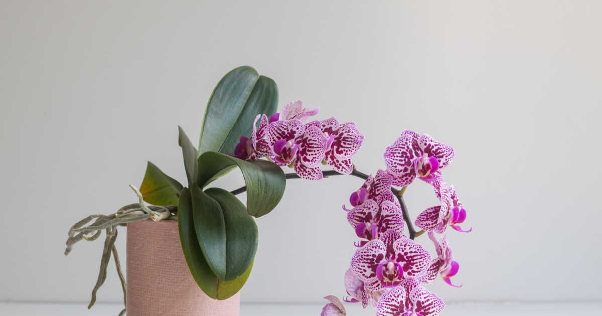 Orchidée : le guide essentiel pour arroser sans faire d’erreur