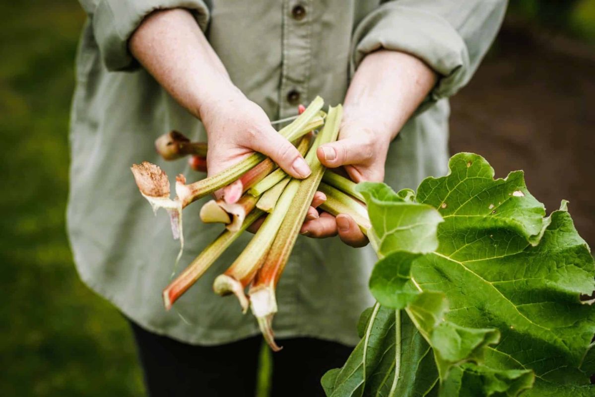 Forcer la rhubarbe : la méthode simple pour des tiges précoces et fondantes