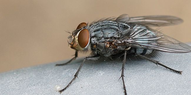 marre des mouches ? les méthodes testées pour les éloigner et protéger votre maison