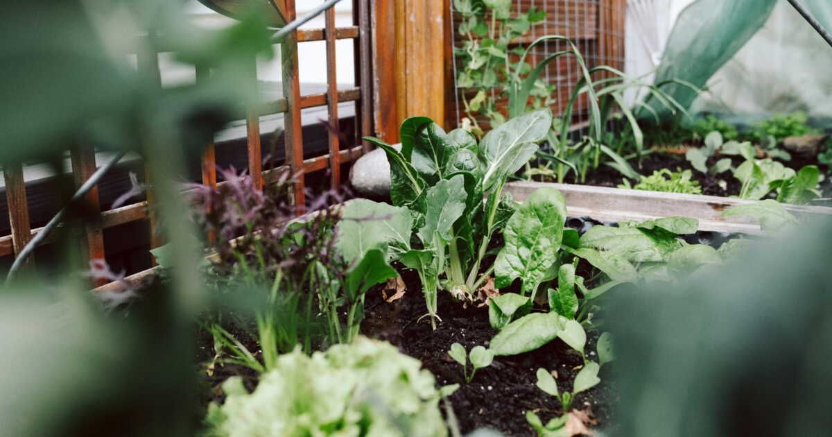 Le géranium citronnelle, l'allié naturel pour chasser les moustiques de vos balcons