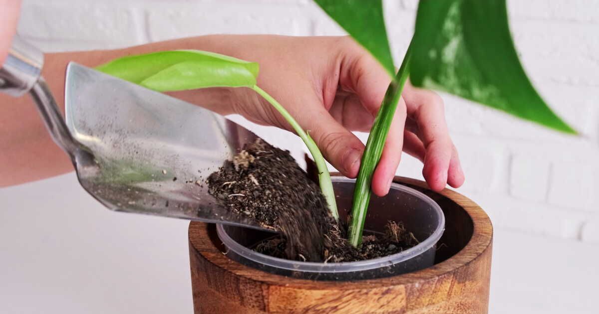 Comment réparer une tige de plante d'intérieur cassée très facilement ?