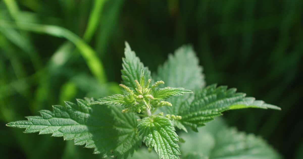 L'ortie, une plante sauvage pleine de surprises