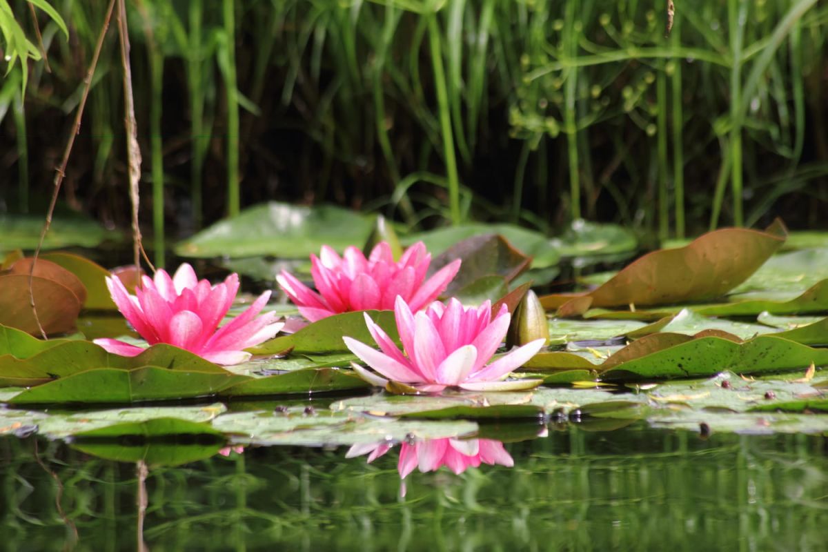 Le nénuphar : un bijou aquatique à cultiver dans votre bassin