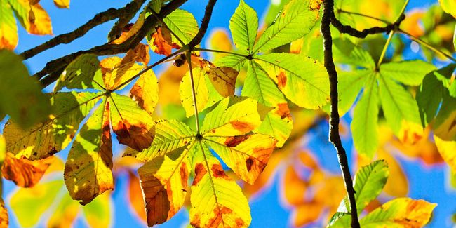 Brûlure des feuilles et maladies du marronnier