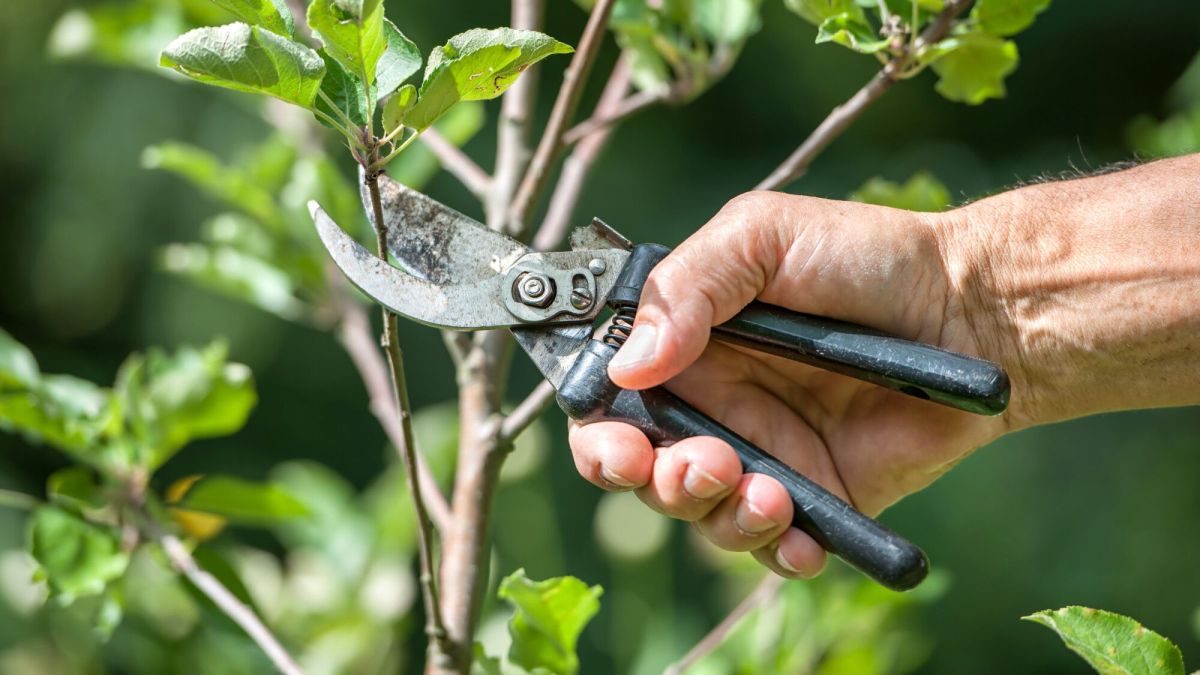 Les secrets d'un jardinage sain : nettoyer vos outils en cas de maladie des plantes