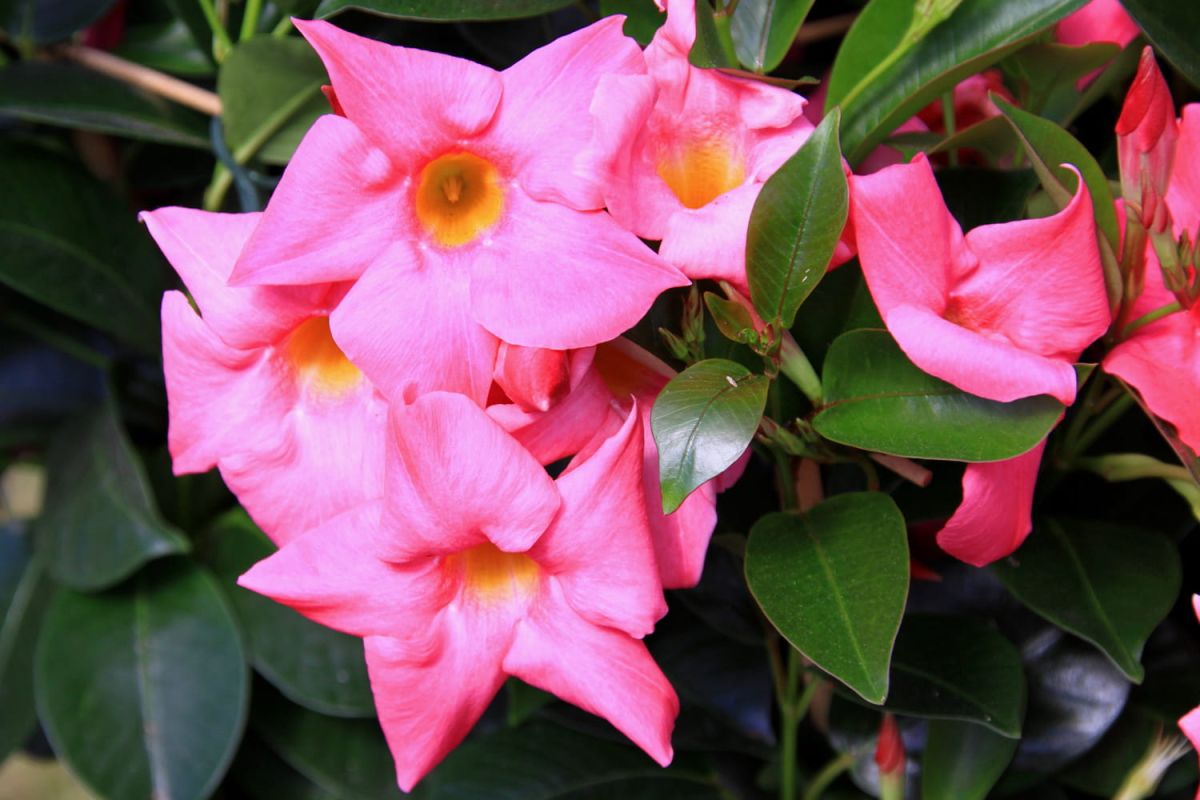 Comment protéger et sauver le dipladenia du gel ?