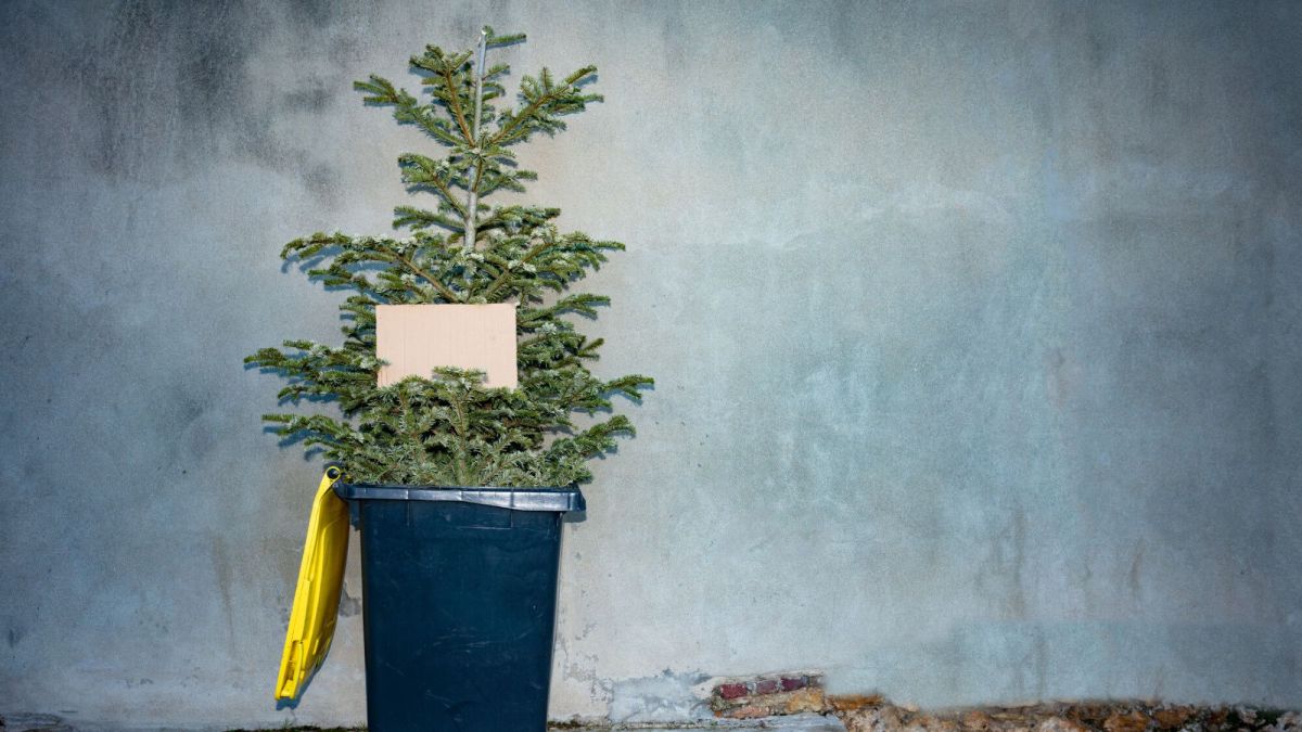 Comment bien se débarrasser de son sapin de Noël après les fêtes ?