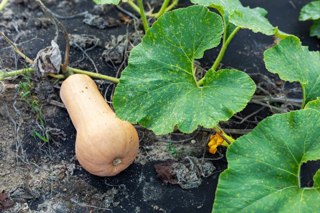 Savoir récolter vos courges : l'astuce essentielle pour un goût idéal