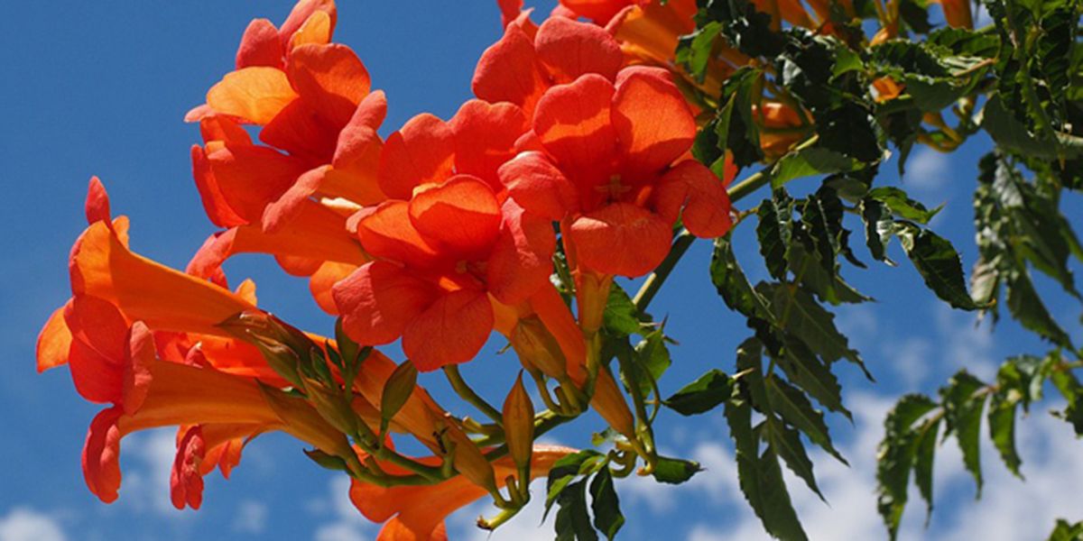 Les fleurs orange qui illuminent votre jardin
