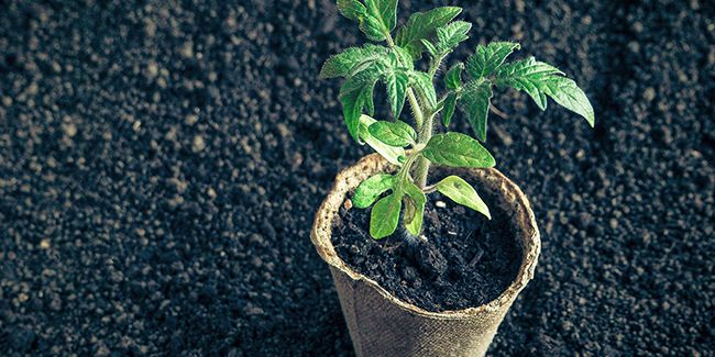 Les plants de légumes greffés : avantages et inconvénients