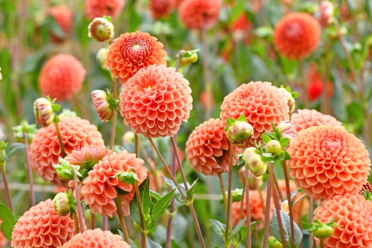Découvrez le secret pour booster la croissance de vos dahlias naturellement