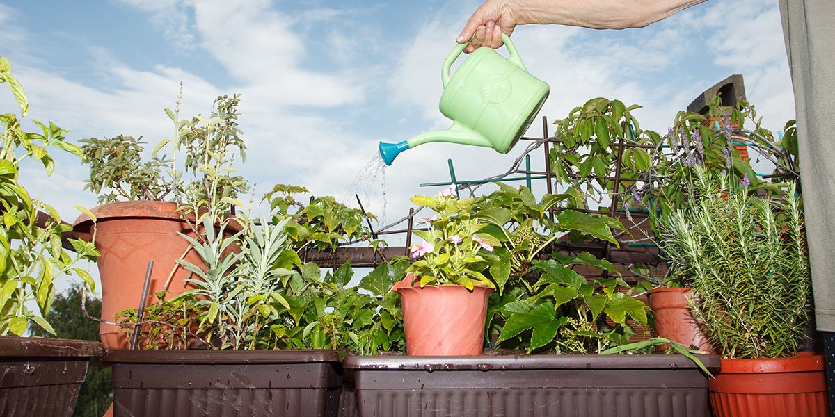 Réduire l'arrosage de vos plantes en pot : 9 astuces essentielles