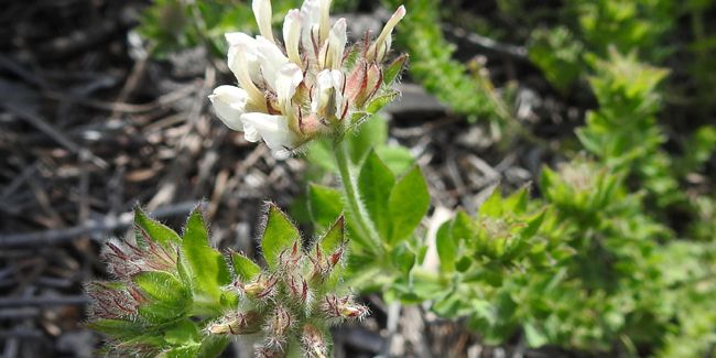 Le pied-de-coq, une plante méconnue aux multiples atouts