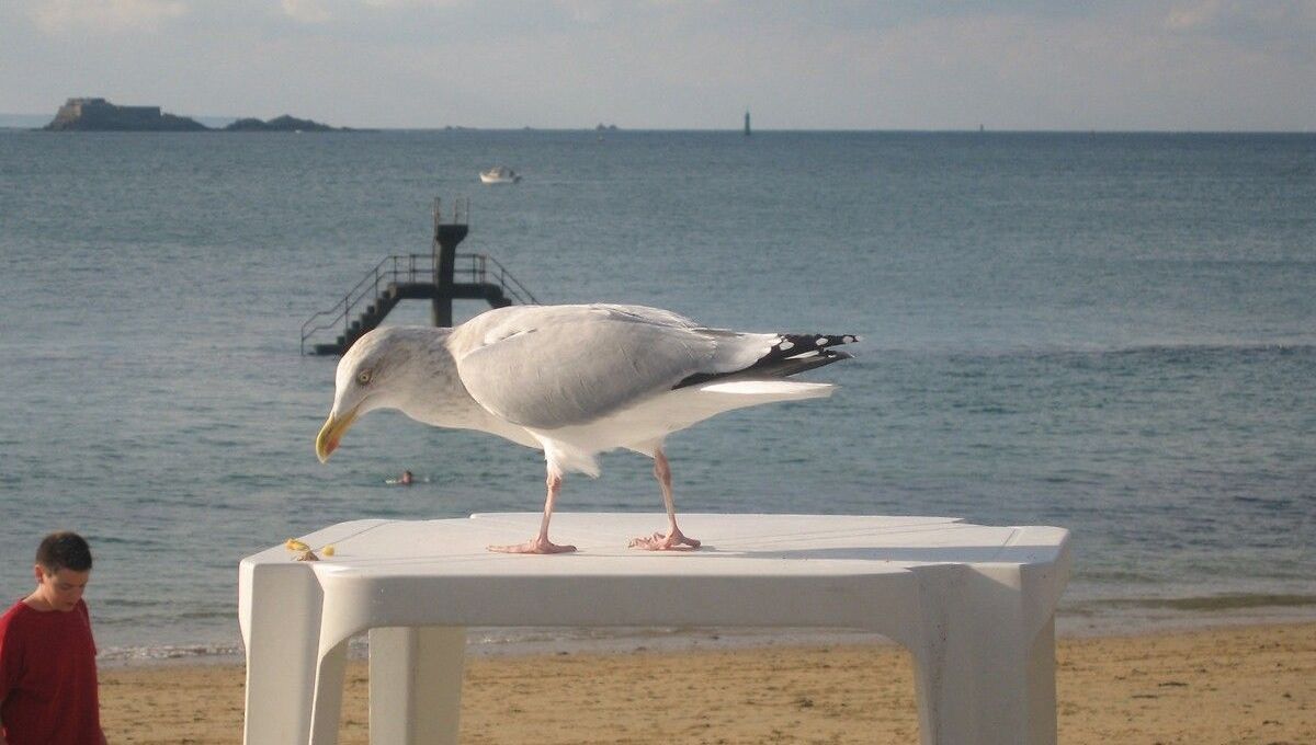 Saint-Malo face aux goélands : une nouvelle campagne de stérilisation annoncée