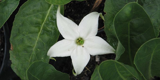 L'étoile blanche : une beauté discrète au jardin