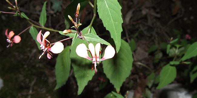 À la découverte de la fleur moustique (Lopezia cordata)