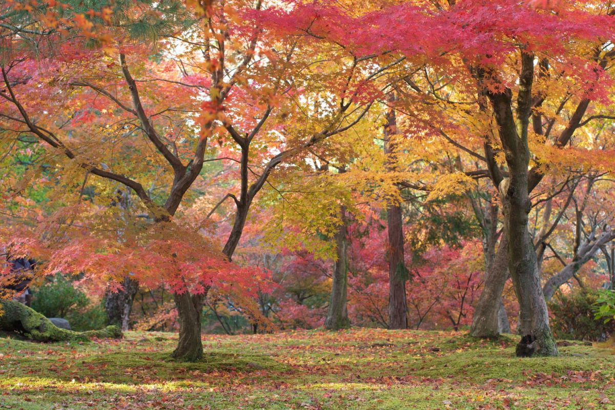 Préparer son jardin pour un printemps resplendissant