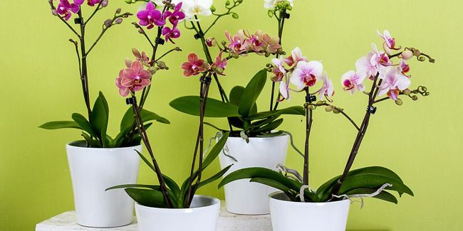 Bien s'occuper de ses orchidées en pot : conseils essentiels pour la maison