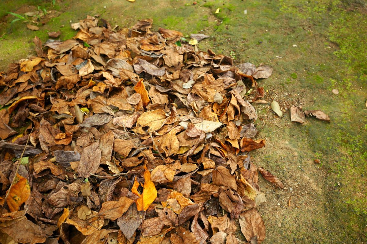 Une méthode astucieuse pour ramasser les feuilles mortes sans effort