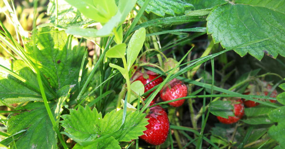 cultivez vos propres fruits : 3 variétés pour débutants