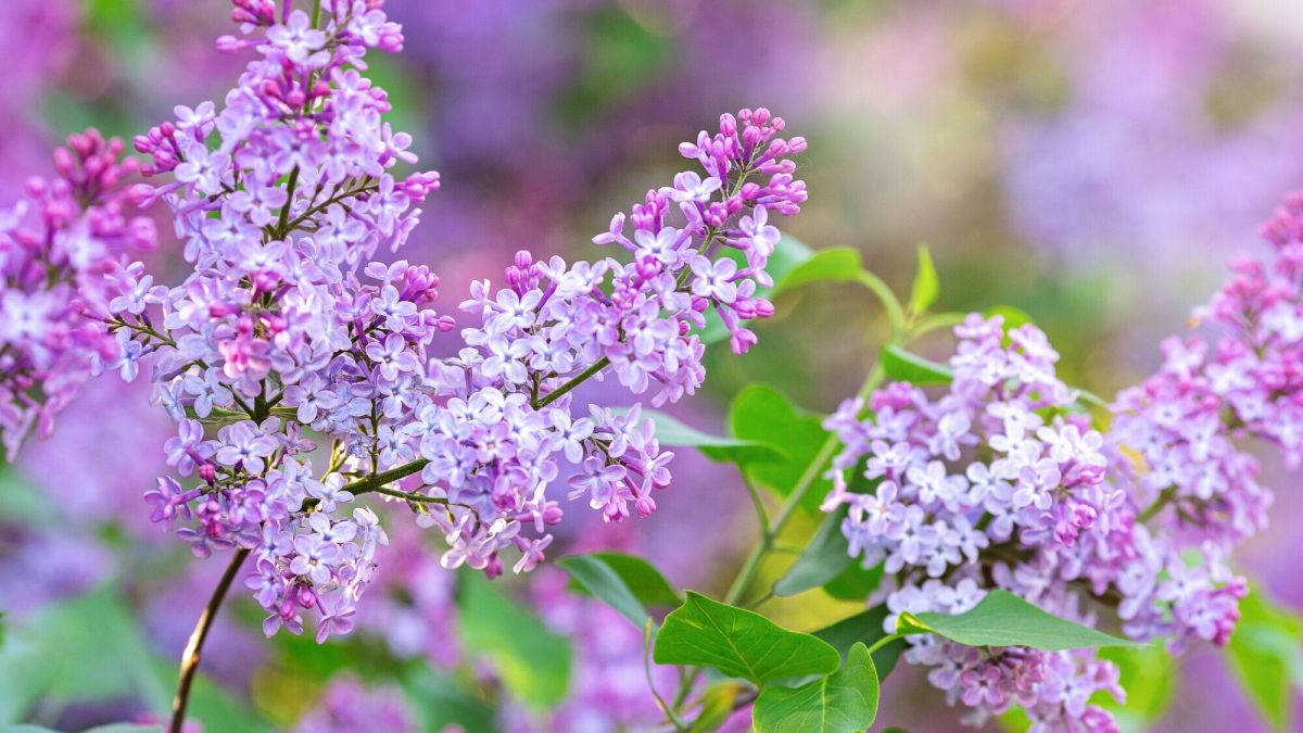 Les feuilles de votre lilas roulent ? Voici les solutions