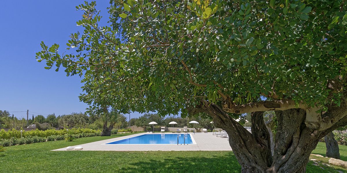 Ce qu'il faut éviter de planter autour de votre piscine