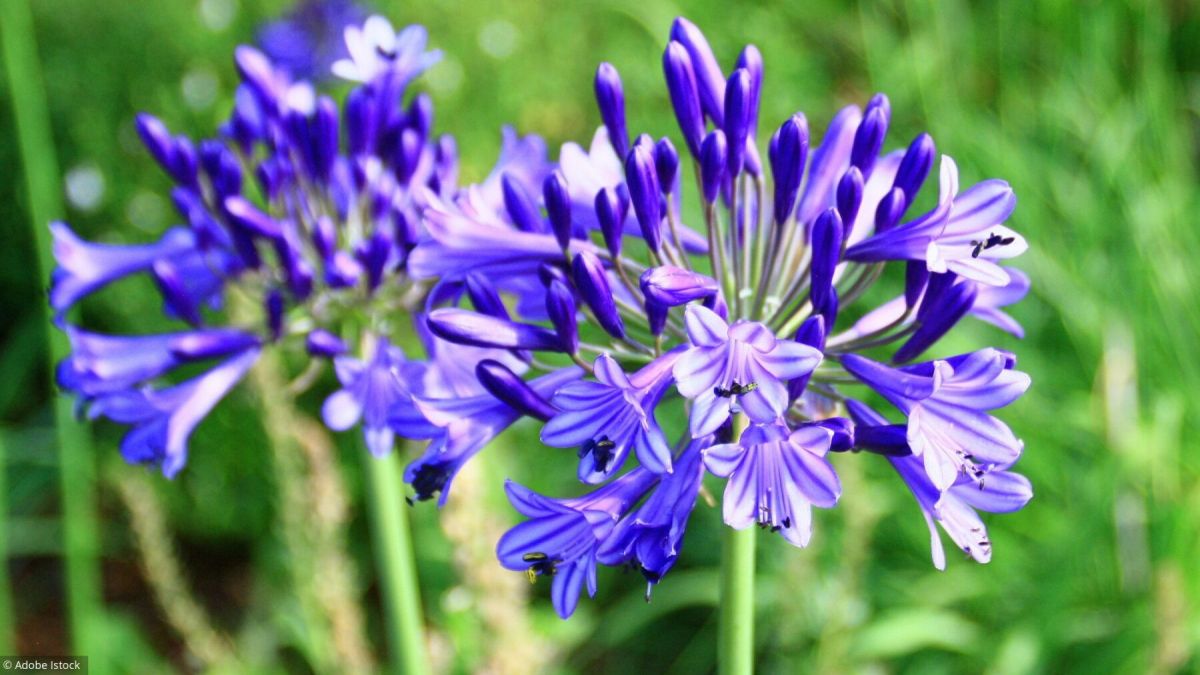 L'agapanthe : une étoile florale pour vos jardins et balcons