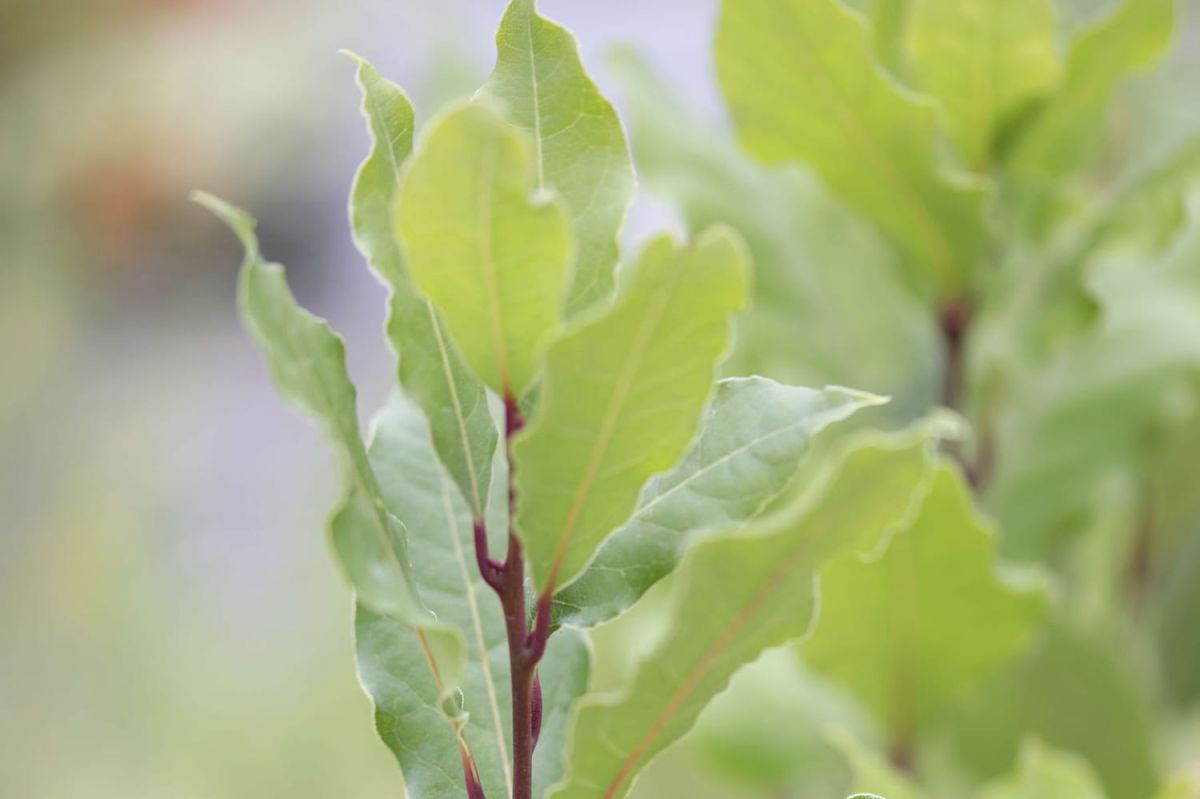 L'art de tailler le laurier : guide pratique et astuces