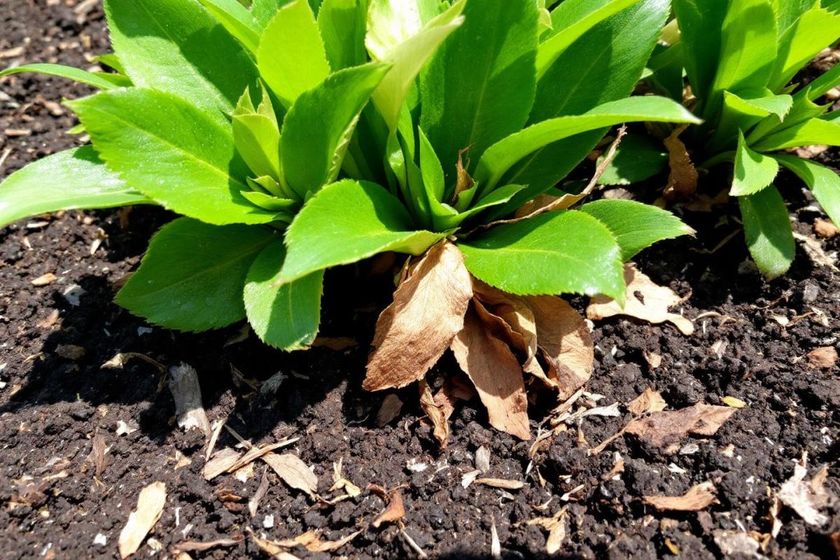 Revitalisez vos vivaces : le geste incontournable avant la chaleur estivale