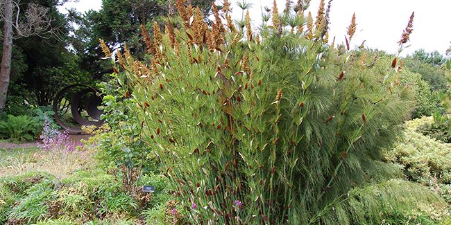 la prêle restio : une beauté graphique des jardins