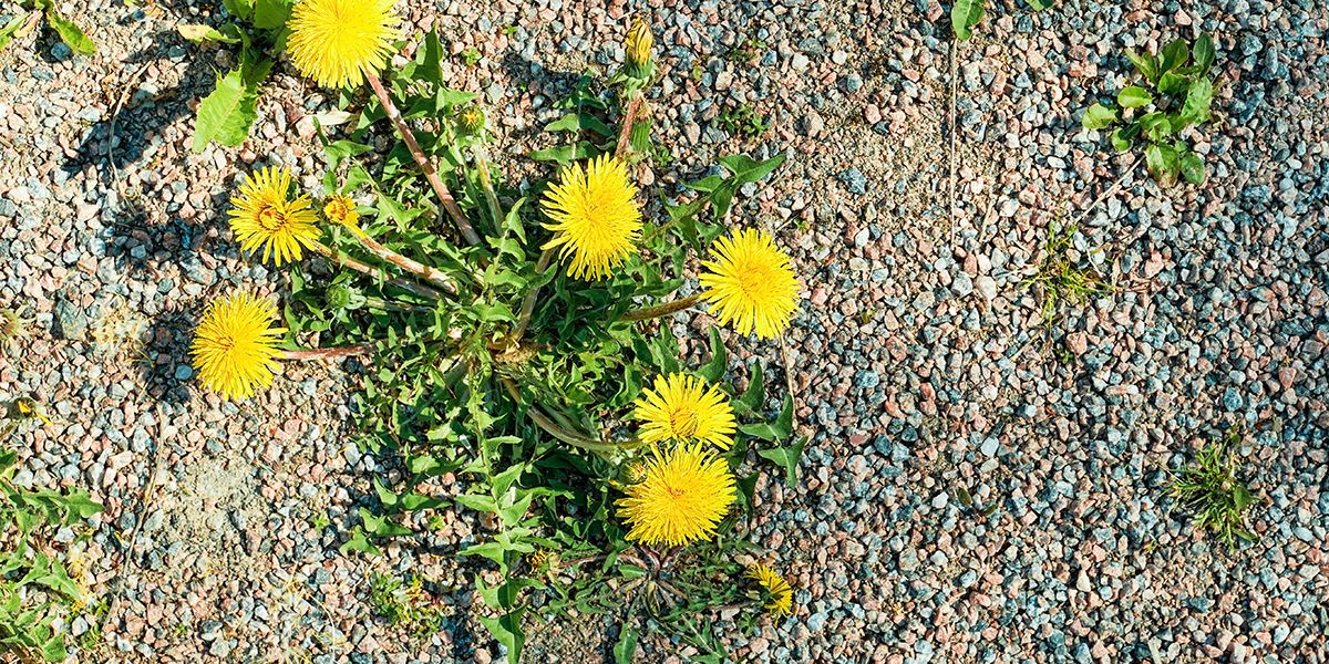 5 méthodes efficaces pour désherber naturellement votre allée en gravier