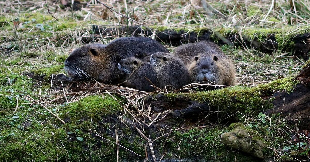 l'île de Batz lance une offensive contre les nuisibles : des centaines de ratés éliminés en cinq semaines
