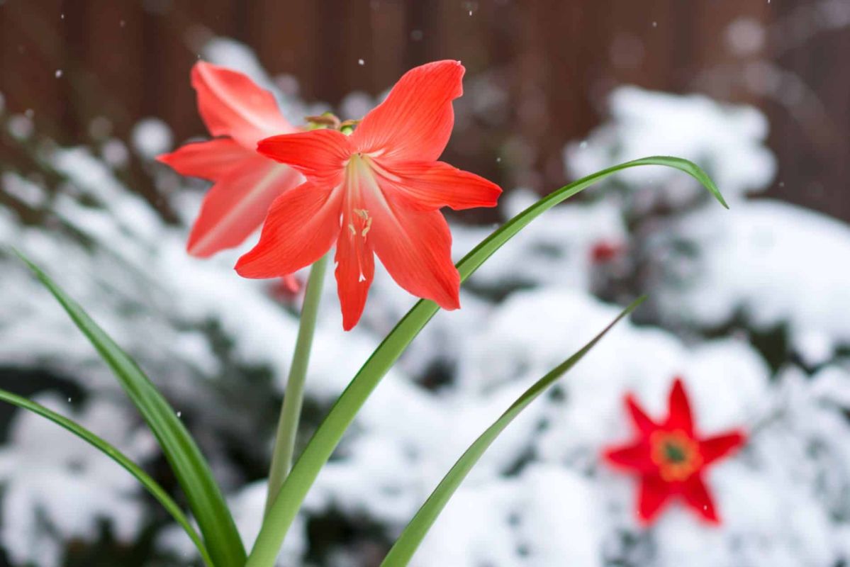 Un Noël magique grâce aux amaryllis : secrets de culture révélés