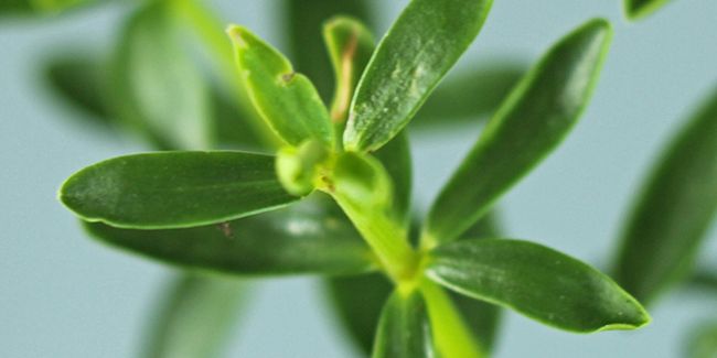 Poivre-cannelle (Peperomia congona) : une plante aromatique captivante