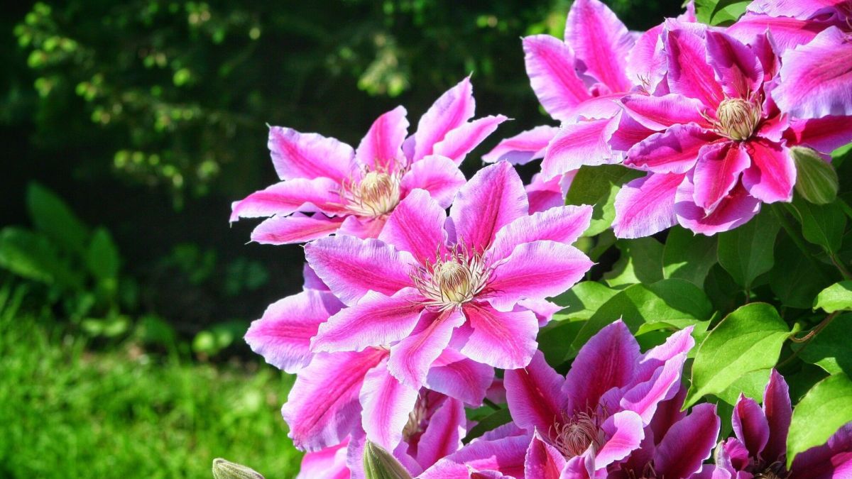 Planter, tailler et entretenir une clématite