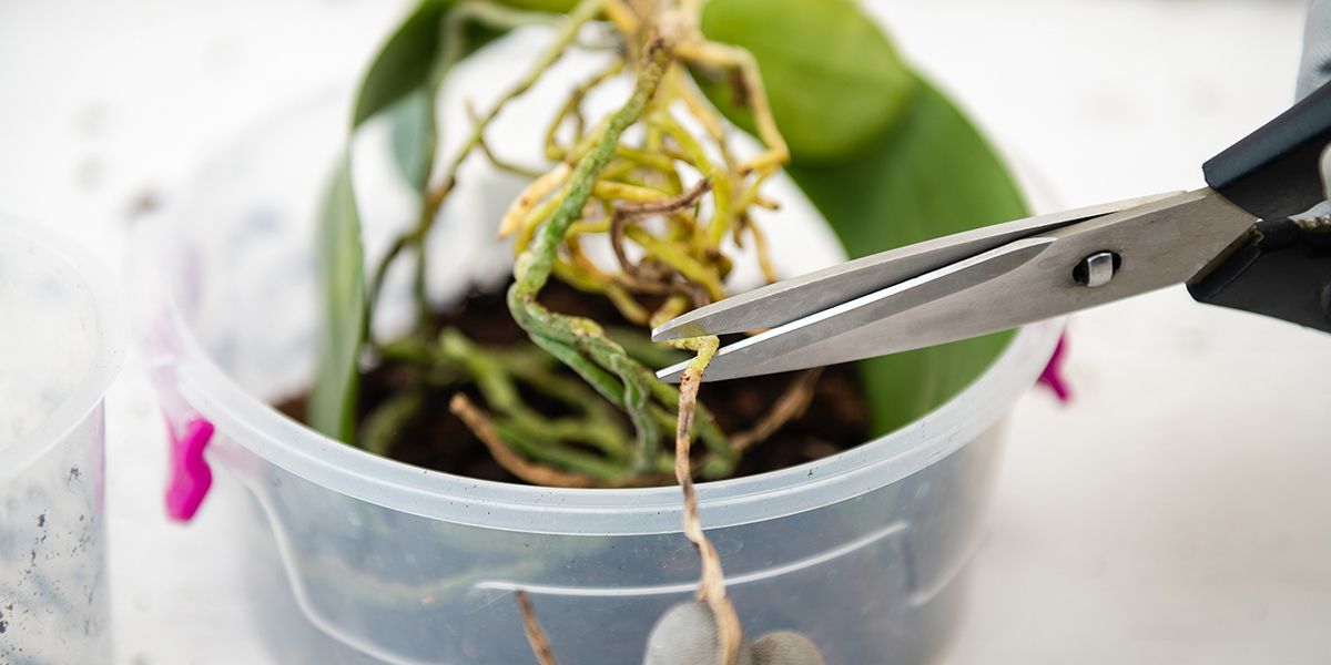 Apprenez à gérer les racines des orchidées : conseils et stratégies