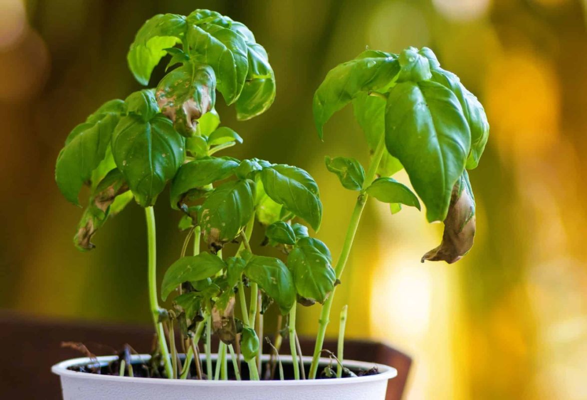 Les secrets pour faire prospérer votre basilic en pot