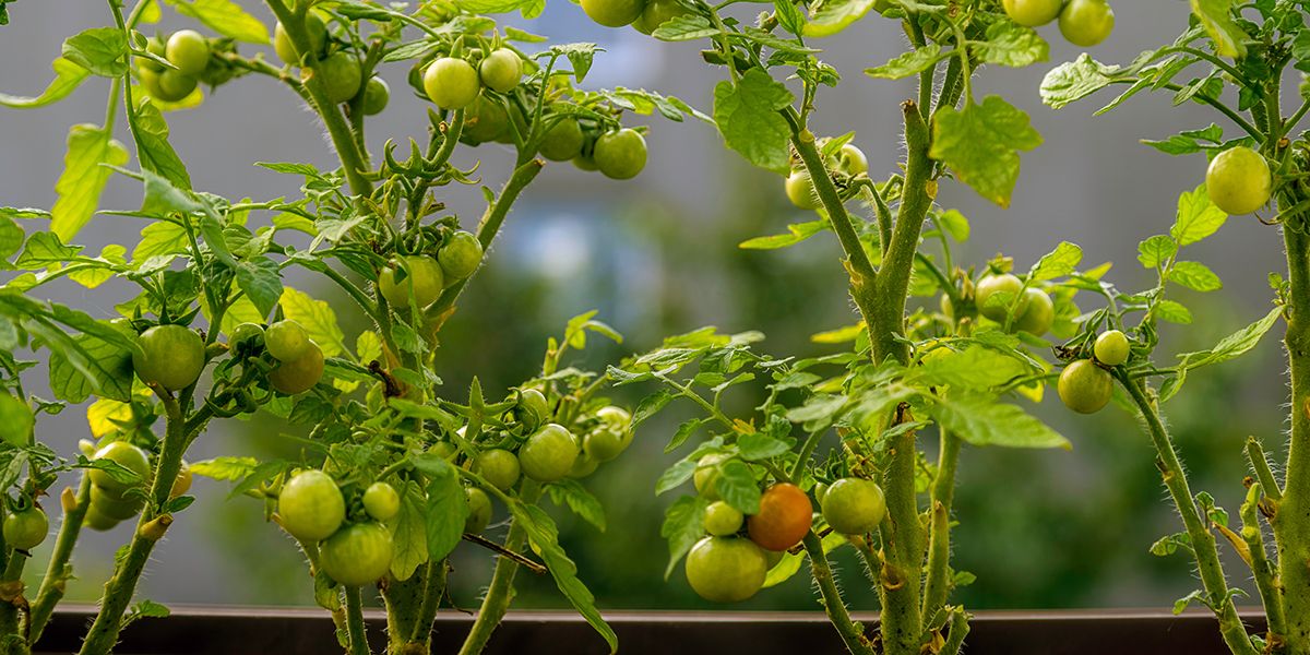 Cultiver son potager sur un balcon : les légumes et aromatiques à privilégier