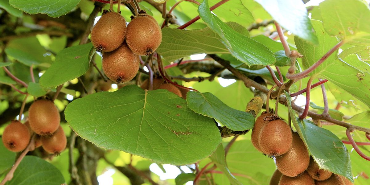 Comment bouturer un kiwi pour une récolte généreuse