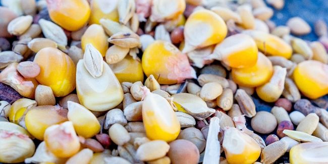 Les secrets bien gardés des graines pour un jardin florissant