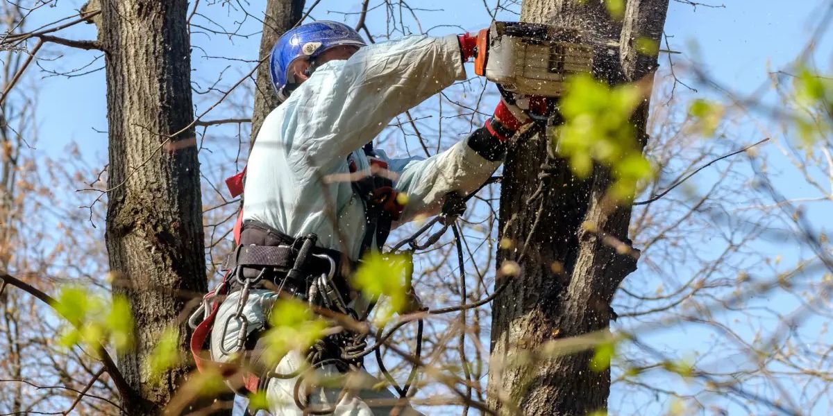 Devenir élagueur : le guide complet pour se lancer dans une carrière en hauteur