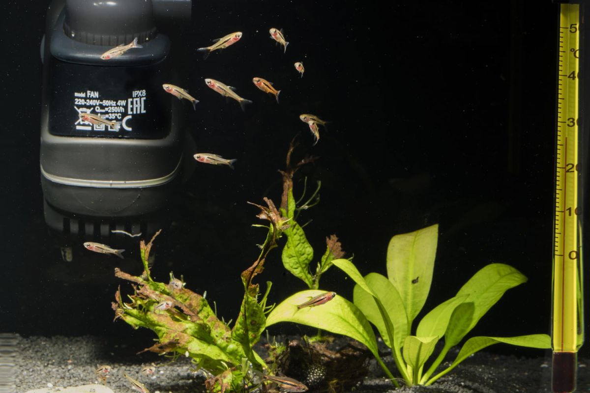 Découvrez les meilleurs filtres pour votre aquarium