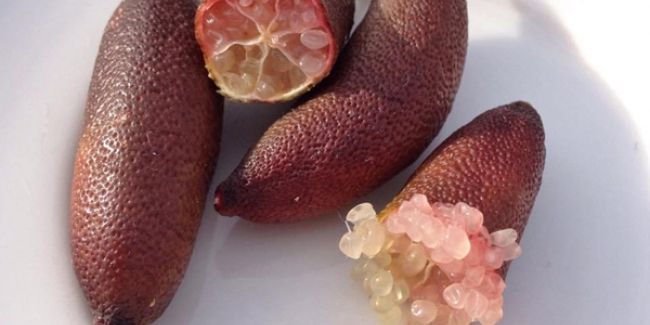 À la découverte du citron caviar, l'incontournable des cuisines modernes