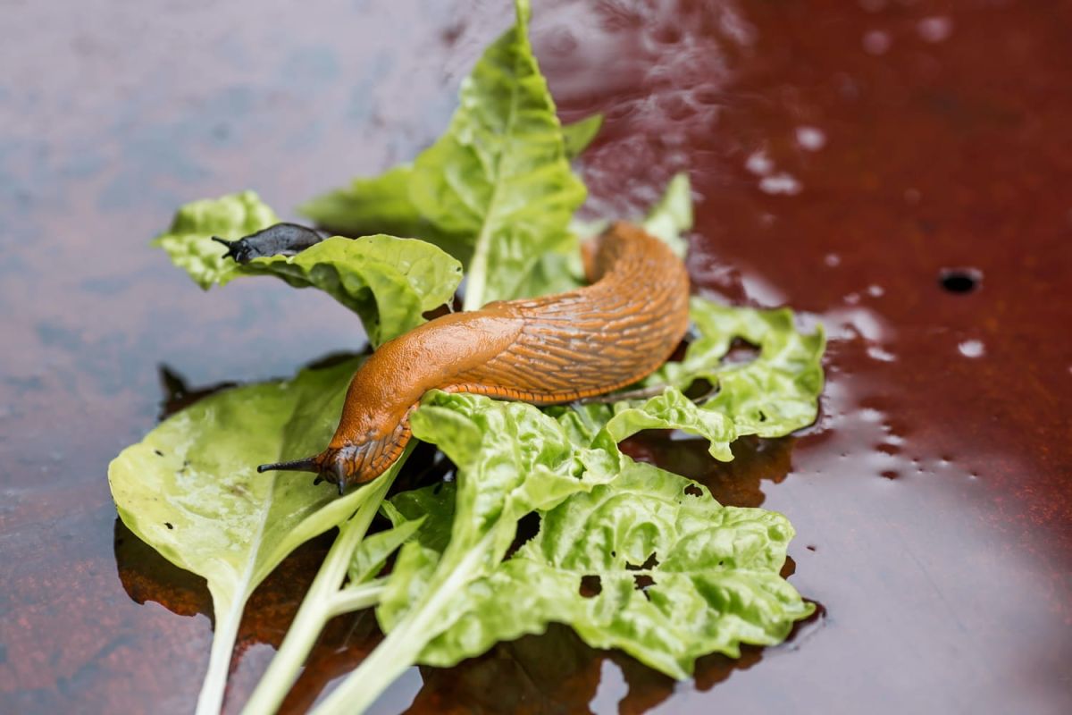 Un remède naturel contre les limaces que vous avez déjà chez vous