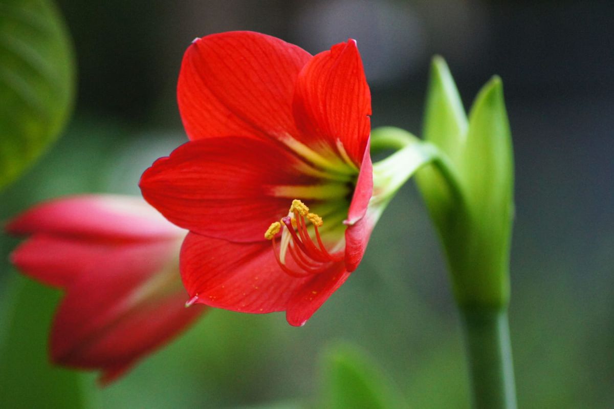 L'amaryllis : secrets d'un entretien réussi et astuces pour la refleurir
